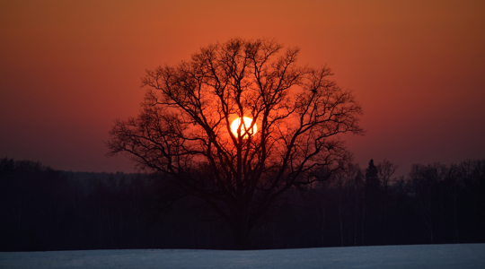 The Oak Tree Grows Year After Year